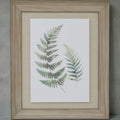 Watercolour Fern Duo In Washed Wood Frame